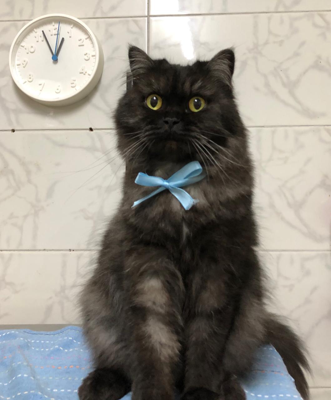 MikMik the Cat